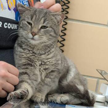 Domestic Short Hair Cats Available for Adoption in Renfrew, Pennsylvania - Pansy | PetCurious