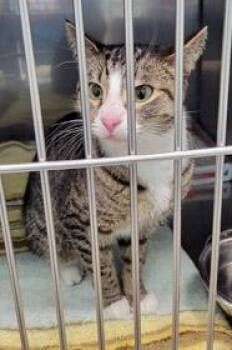 Domestic Short Hair Cats Available for Adoption in Fishers, Indiana - Sox | PetCurious