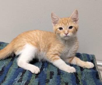 Anderson -  Domestic Short Hair Cat for Adoption in Taylorsville, North Carolina - Anderson | PetCurious