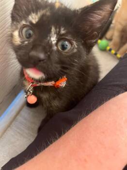 Cumin -  Domestic Long Hair and Tortoiseshell Cat for Adoption in Pineville, Louisiana - Cumin | PetCurious