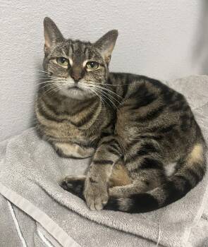 Zoey -  Domestic Short Hair Cat for Adoption in Ottawa Hills, Ohio - Zoey | PetCurious