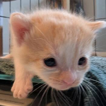 Quincy -  Domestic Short Hair Cat for Adoption in Calgary, Alberta - Quincy | PetCurious