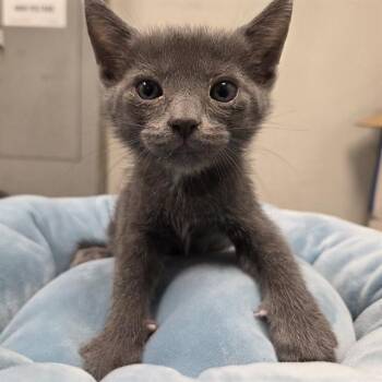 CASPIAN - ADOPTION PENDING -  Domestic Short Hair Cat for Adoption in Ontario, California - CASPIAN - ADOPTION PENDING | PetCurious