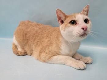 Kaleb -  Domestic Short Hair Cat for Adoption in Minneapolis, Minnesota - Kaleb | PetCurious