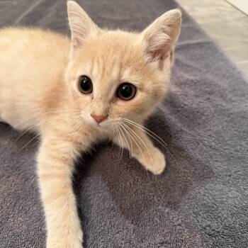 Baby Mesa -  Domestic Short Hair Cat for Adoption in Charlotte, North Carolina - Baby Mesa | PetCurious