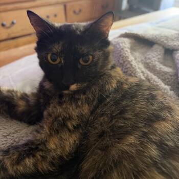 Maggie -  Domestic Short Hair Cat for Adoption in Temecula, California - Maggie | PetCurious