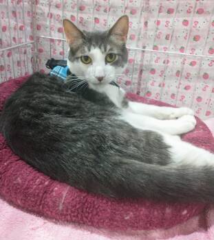 Rescue Domestic Short Hair Cats for Adoption in Albuquerque, New Mexico - Kylo | PetCurious