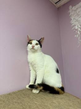 Rescue Domestic Short Hair Cats for Adoption in Freeport, New York - Tova | PetCurious