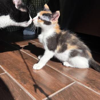 Rescue Domestic Short Hair Cats for Adoption in Dickson, Tennessee - Trouble | PetCurious