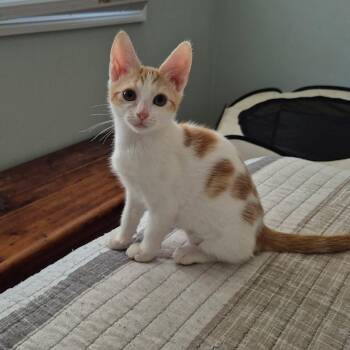 Pumpkin -  Domestic Short Hair Cat for Adoption in Hattiesburg, Mississippi - Pumpkin | PetCurious