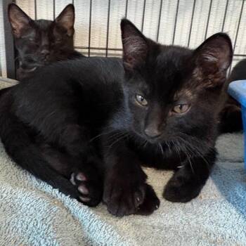 Twilight -  Domestic Short Hair Cat for Adoption in Crookston, Minnesota - Twilight | PetCurious