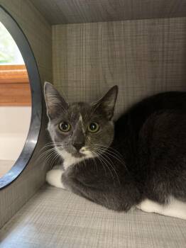 Rescue Domestic Short Hair Cats for Adoption in Peconic, New York - Ava | PetCurious