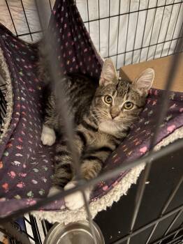 Westley -  Domestic Short Hair Cat for Adoption in Cypress, California - Westley | PetCurious