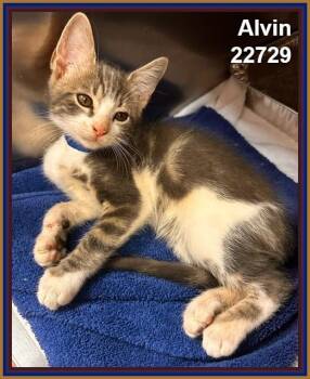 ALVIN (see also SIMON and THEODORE) -  Domestic Short Hair and Tabby Cat for Adoption in Marietta, Georgia - ALVIN (see Also SIMON And THEODORE) | PetCurious