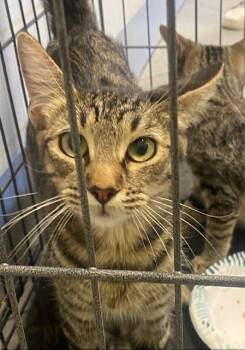 Rescue Domestic Short Hair Cats for Adoption in Rancho Cucamonga, California - MATCHA | PetCurious