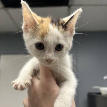 Micky -  Domestic Short Hair Cat for Adoption in Birmingham, Alabama - Micky | PetCurious