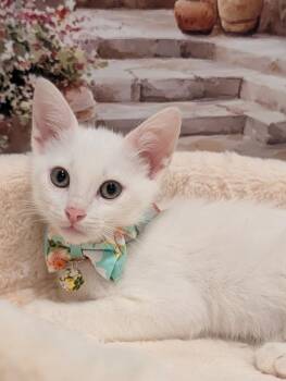 Klondike -  Domestic Short Hair Cat for Adoption in Fremont, California - Klondike | PetCurious