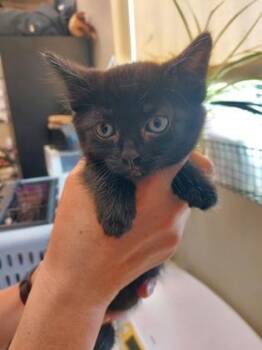 Cordelia -  Domestic Short Hair Cat for Adoption in Fishers, Indiana - Cordelia | PetCurious