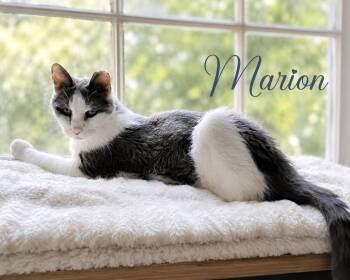 Maid Marion-Senior Princess looking for her Forever Castle -  Domestic Short Hair Cat for Adoption in Laurel, Maryland - Maid Marion-Senior Princess Looking For Her Forever Castle | PetCurious