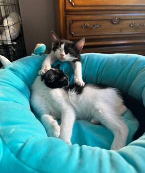 Deacon -  Domestic Short Hair Cat for Adoption in Los Angeles, California - Deacon | PetCurious