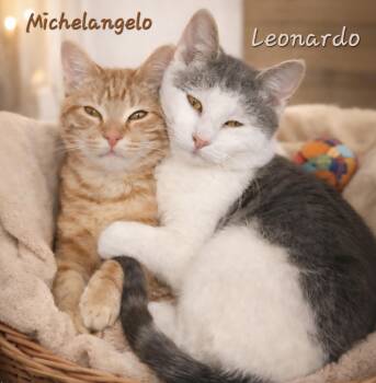 Domestic Short Hair Cats Available for Adoption - Leonardo (right) | PetCurious