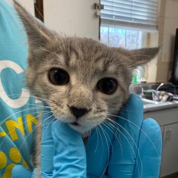 Rescue Domestic Short Hair Cats for Adoption in Troy, Virginia - Dasher | PetCurious