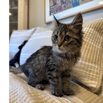 Ruffles -  Domestic Long Hair Cat for Adoption in Long Beach, California - Ruffles | PetCurious