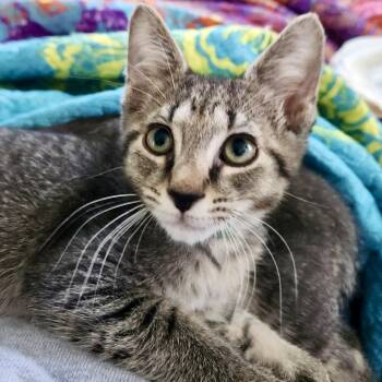 Domestic Short Hair Cats Available for Adoption in Richmond, Virginia - Atom | PetCurious