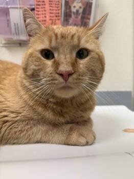 Domestic Short Hair Cats Available for Adoption - Chester Mcpuff | PetCurious