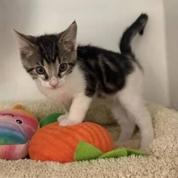 Shindig -  Domestic Short Hair Cat for Adoption in Phoenix, Arizona - Shindig | PetCurious