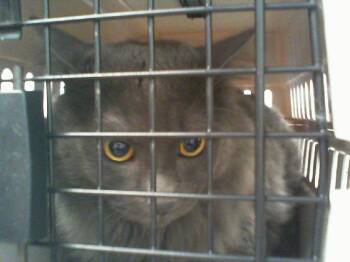 REGIS -  Domestic Long Hair Cat for Adoption in Charlotte, North Carolina - REGIS | PetCurious