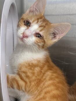 Porky -  Domestic Short Hair Cat for Adoption in Hartsville, South Carolina - Porky | PetCurious
