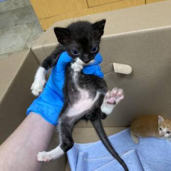 Midfielder -  Domestic Short Hair Cat for Adoption in Galveston, Texas - Midfielder | PetCurious