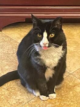 Kloe Pepper -  Domestic Short Hair and Tuxedo Cat for Adoption in Chandler, Arizona - Kloe Pepper | PetCurious