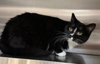 Domestic Short Hair Cats Available for Adoption - Polly | PetCurious