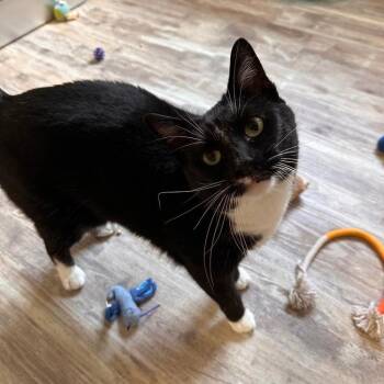 Zoom -  Domestic Short Hair Cat for Adoption in Greensburg, Pennsylvania - Zoom | PetCurious