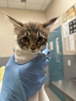 LILY -  Domestic Short Hair Cat for Adoption in Las Vegas, Nevada - LILY | PetCurious