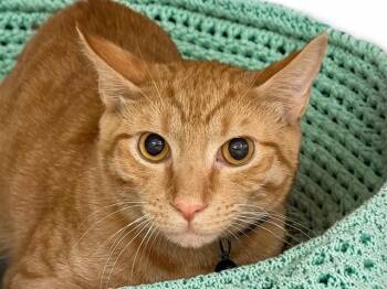 TAIYO -  Domestic Short Hair Cat for Adoption in Fort Lauderdale, Florida - TAIYO | PetCurious