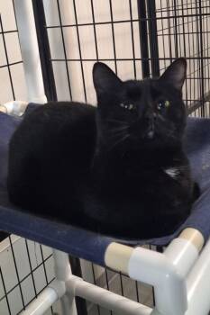 Isabelle -  Domestic Short Hair Cat for Adoption in Iowa Falls, Iowa - Isabelle | PetCurious
