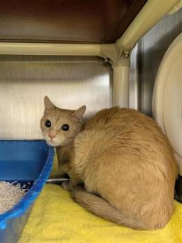 Minouche -  Domestic Short Hair Cat for Adoption in Montreal, Quebec - Minouche | PetCurious