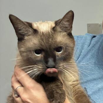 Pandora -  Siamese Cat for Adoption in Lenexa, Kansas - Pandora | PetCurious