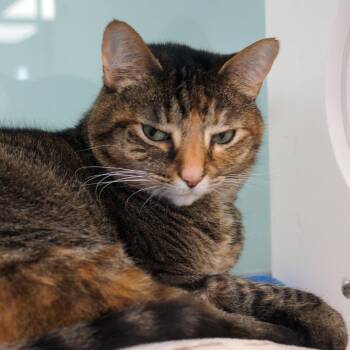 Sofia -  Extra Toes Cat Hemingway Polydactyl Cat for Adoption in West Palm Beach, Florida - Sofia | PetCurious