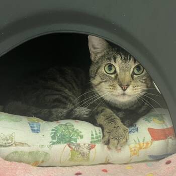 Domestic Short Hair Cats Available for Adoption in Nashville, Tennessee - Lock | PetCurious