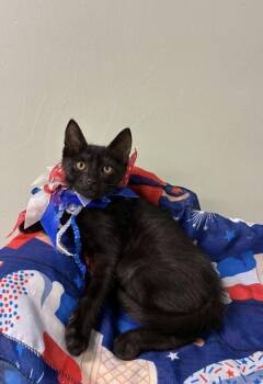 Brianna -  Domestic Short Hair Cat for Adoption in Picayune, Mississippi - Brianna | PetCurious