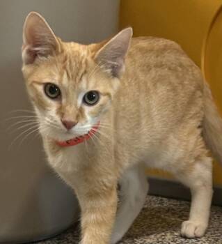 Mitchell -  Domestic Short Hair Cat for Adoption in Golden, Colorado - Mitchell | PetCurious