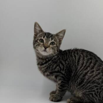 Raspberry Tart -  Domestic Short Hair Cat for Adoption in State College, Pennsylvania - Raspberry Tart | PetCurious