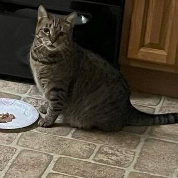 Jerry -  Domestic Short Hair Cat for Adoption in Washington, District Of Columbia - Jerry | PetCurious