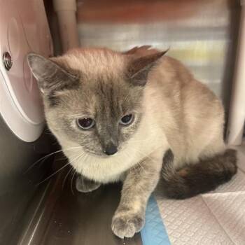 Domestic Short Hair Cats Available for Adoption in Salt Lake City, Utah - Applejack | PetCurious