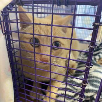 Bristol -  Domestic Short Hair Cat for Adoption in Lynchburg, Virginia - Bristol | PetCurious