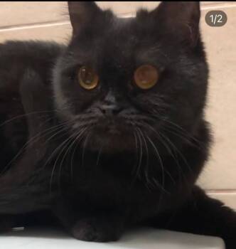 Rescue British Shorthair Cats for Adoption in Snow Hill, Maryland - Mindy | PetCurious